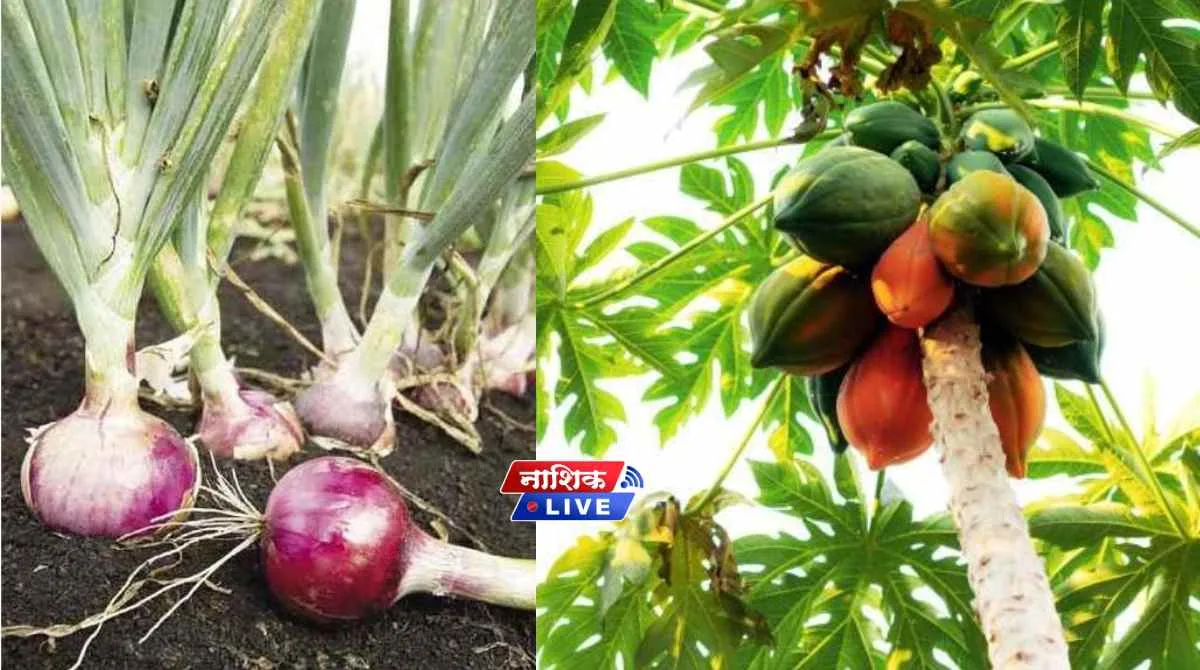 pik onion